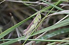 Chlorthippus parallelus Meadow grasshopper
