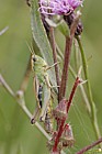 Chorthippus parallelus Meadow Grasshopper