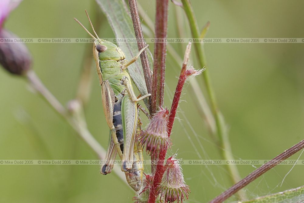 Chorthippus parallelus Meadow Grasshopper