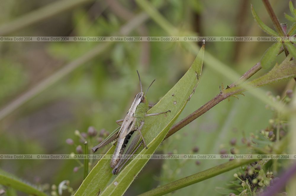 Chorthippus parallelus Meadow grasshopper