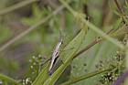 Chorthippus parallelus Meadow grasshopper