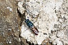 Chrysis Ruby-tailed Wasp