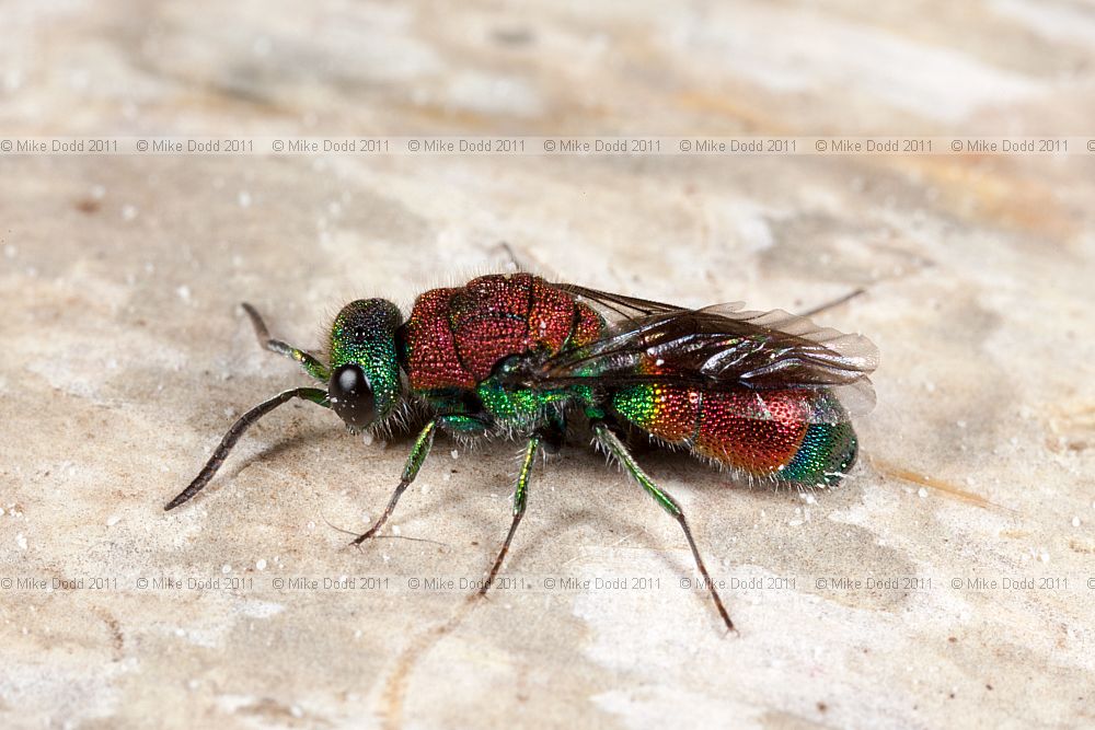 Chrysis viridula a Cuckoo wasp