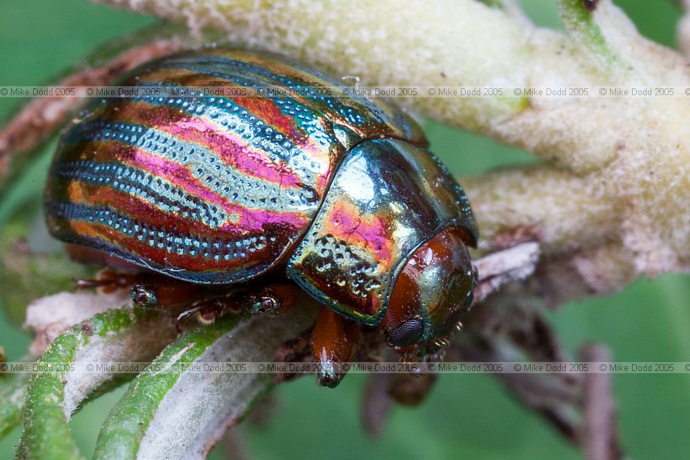 Chrysolina americana Rosemary beetle on rosemary in parents garden