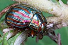 Chrysolina americana Rosemary beetle on rosemary in parents garden