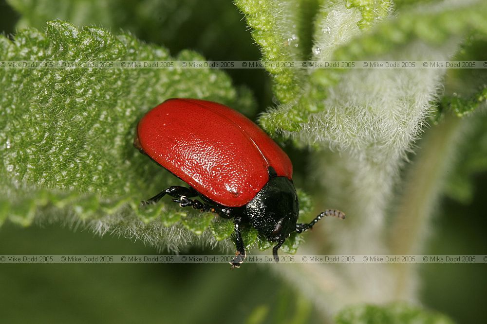 Chrysomela populi Leaf beetle