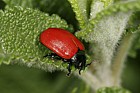 Chrysomela populi Leaf beetle