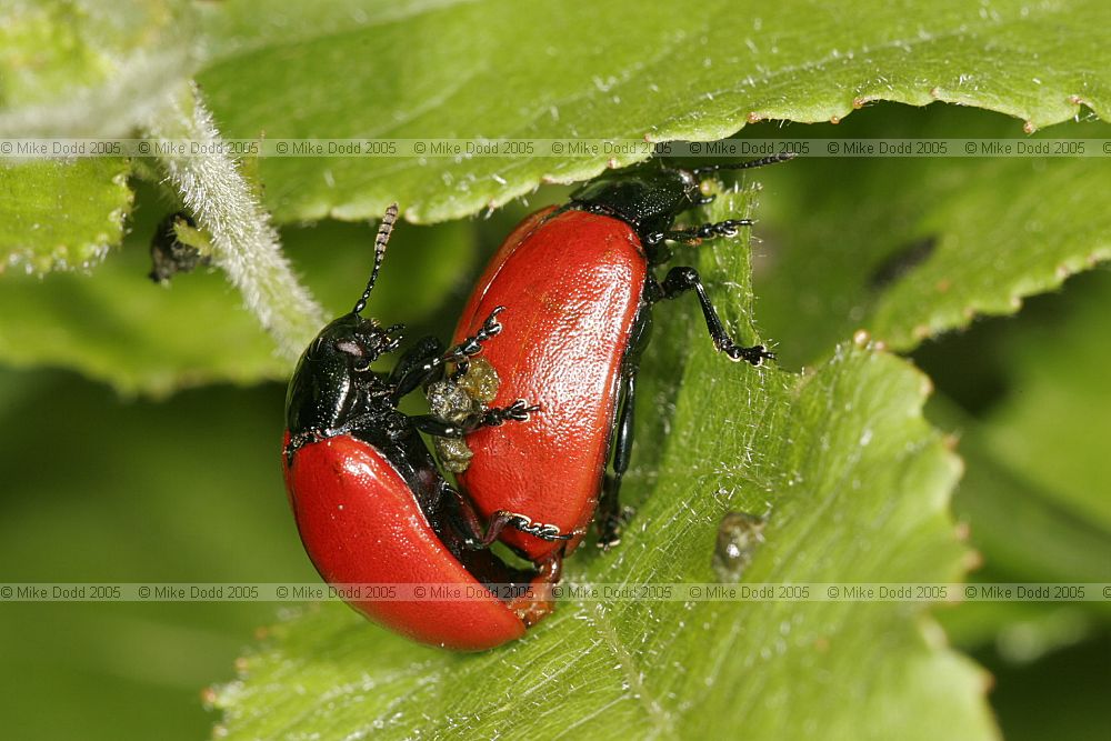 Chrysomela populi Leaf beetle