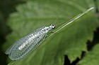 Chrysopa perla Lacewing
