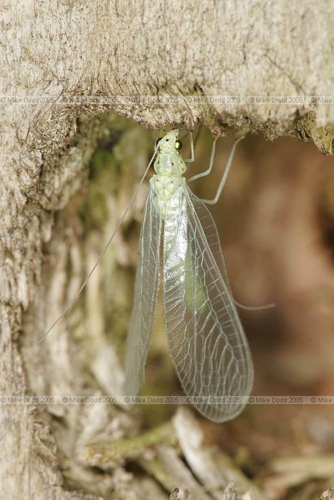 Chrysoperla carnea Green lacewing