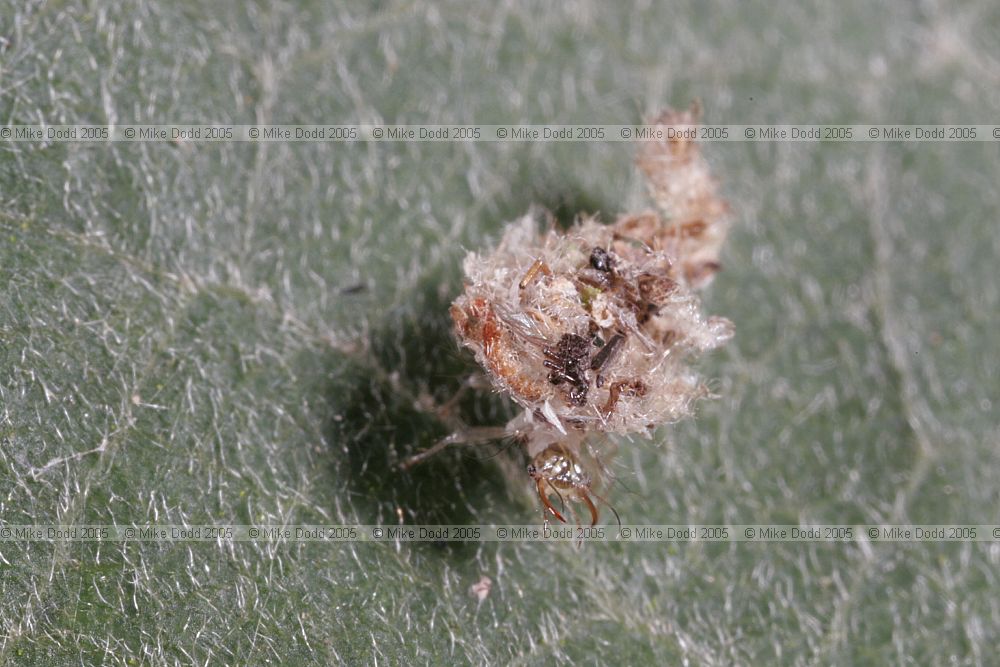 Chrysopidae Green lacewing larva camouflaged (?)