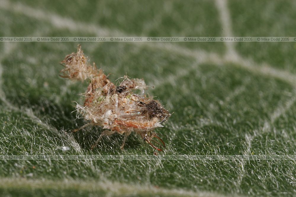 Chrysopidae Green lacewing larva camouflaged (?)