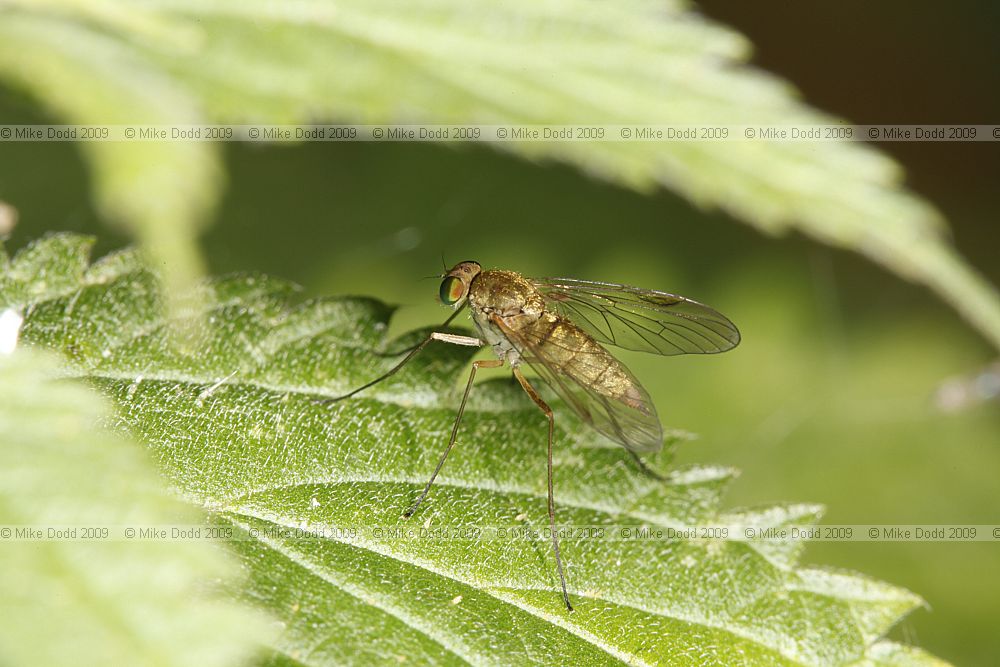 Chrysopilus asiliformis Little Snipefly