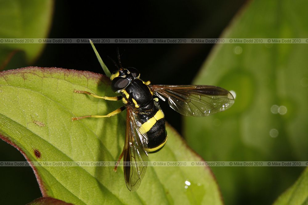 Chrysotoxum bicinctum