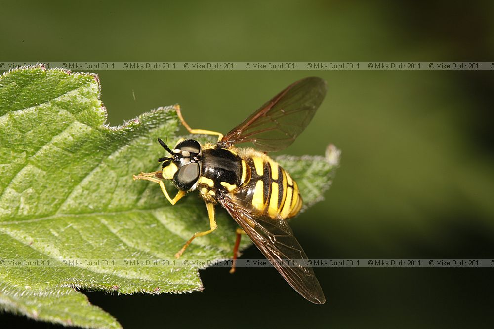 Chrysotoxum cautum