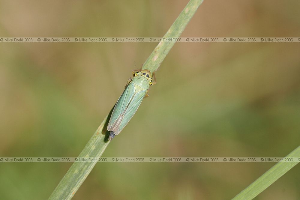 Cicadella viridis Leafhopper (check)