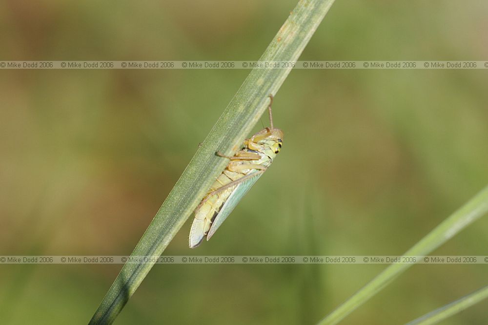 Cicadella viridis Leafhopper (check)