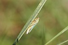 Cicadella viridis Leafhopper (check)