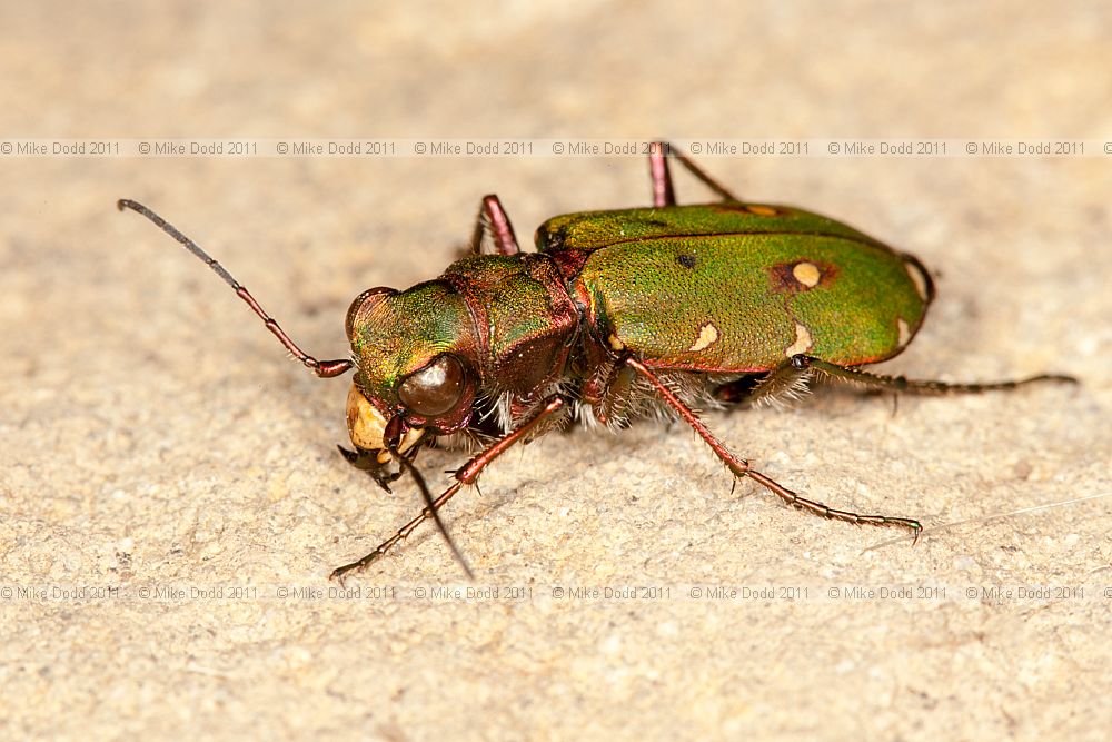 Cicindela campestris Green Tiger Beetle