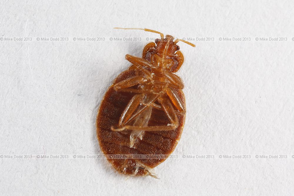 Cimex lectularius bedbug