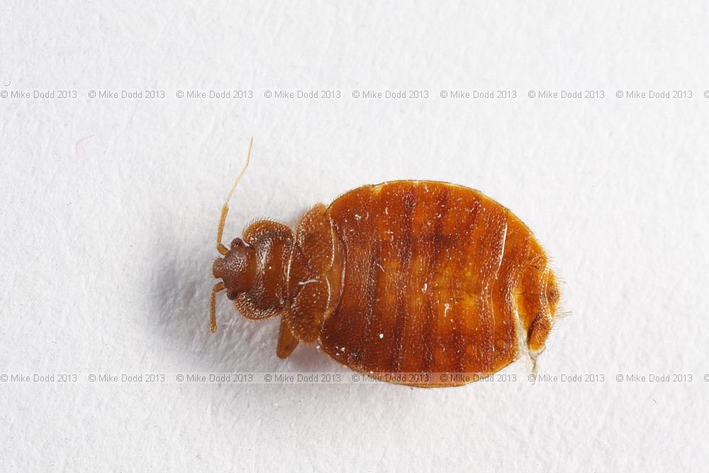 Cimex lectularius bedbug