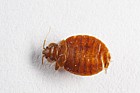 Cimex lectularius bedbug