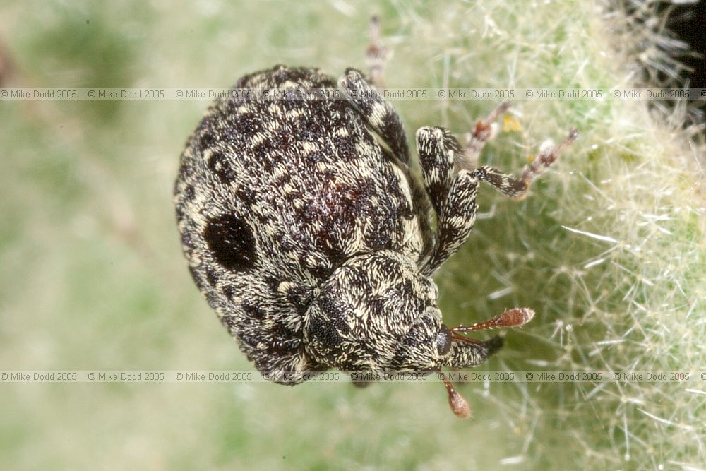 Cionus hortulanus (?) weevil