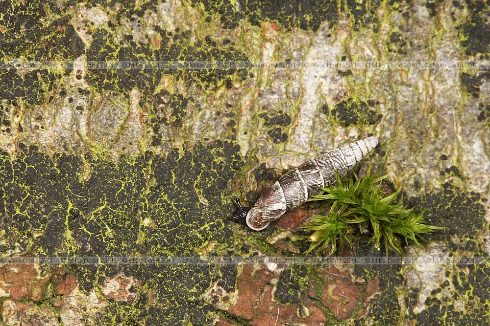 Clausilia bidentata Two-toothed Door Snail (?)