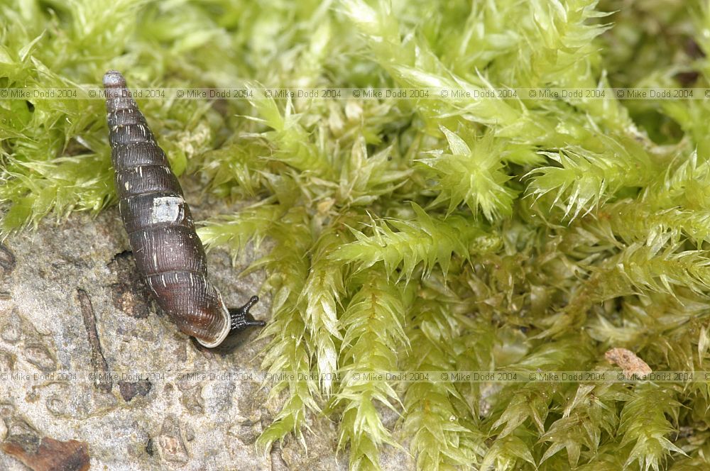 Clausiliidae door snail