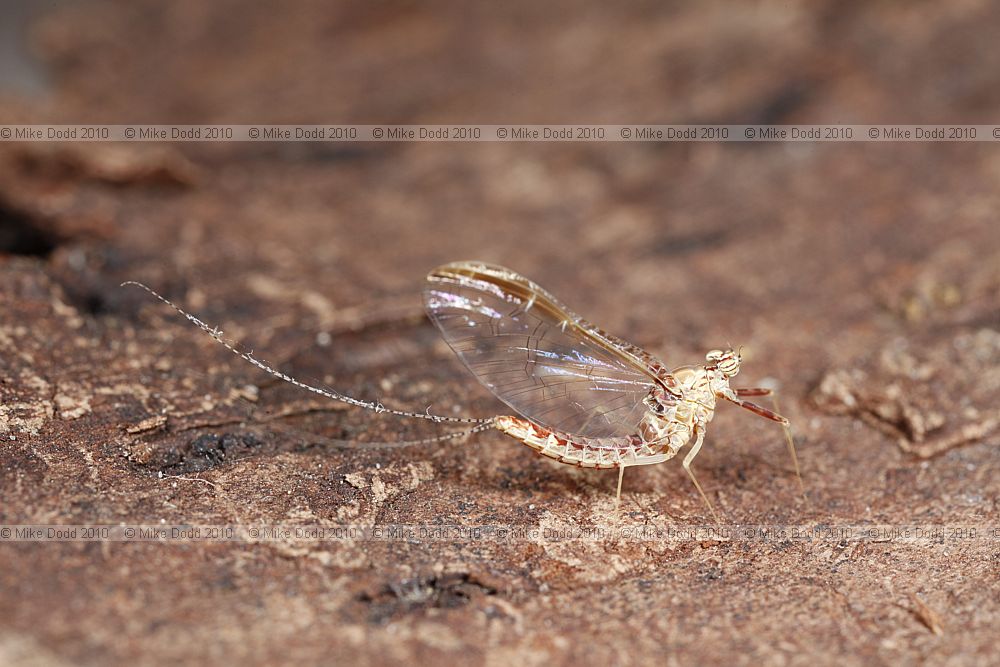 Cloeon dipterum male mayfly