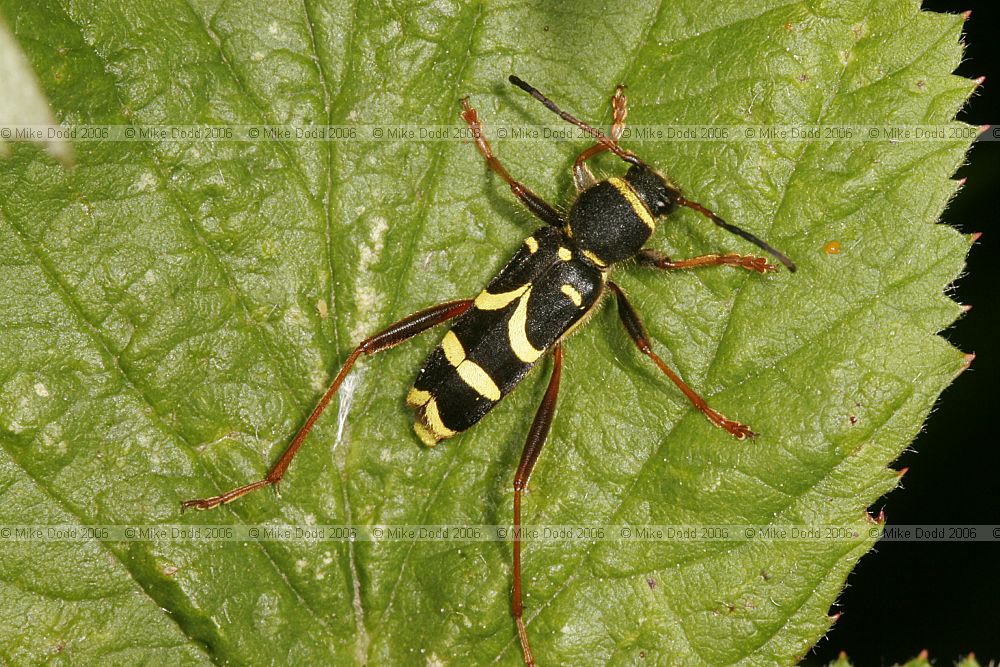 Clytus arietis Wasp beetle