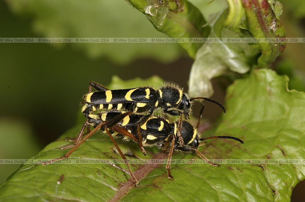 Clytus arietis Wasp beetle