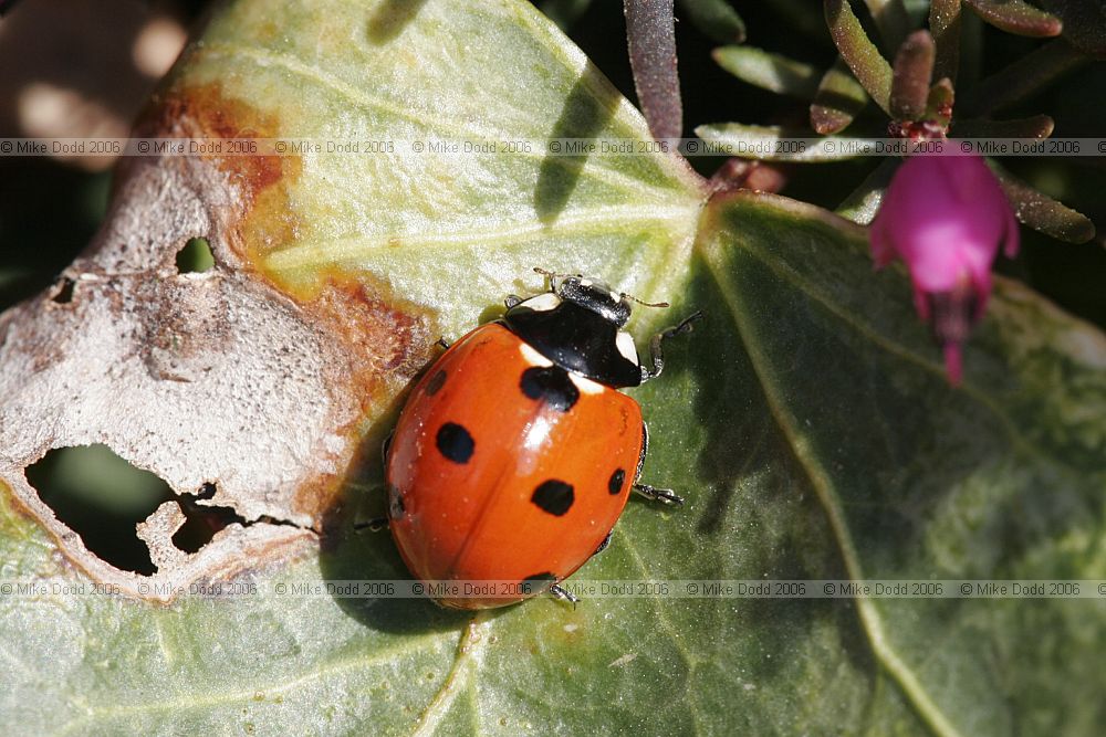 Coccinella 7-punctata 7 spot Ladybird