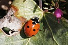 Coccinella 7-punctata 7 spot Ladybird