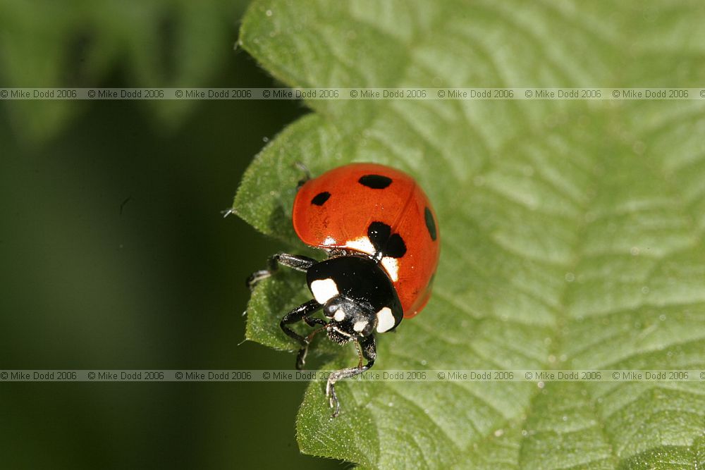 Coccinella 7-punctata 7-spot ladybird
