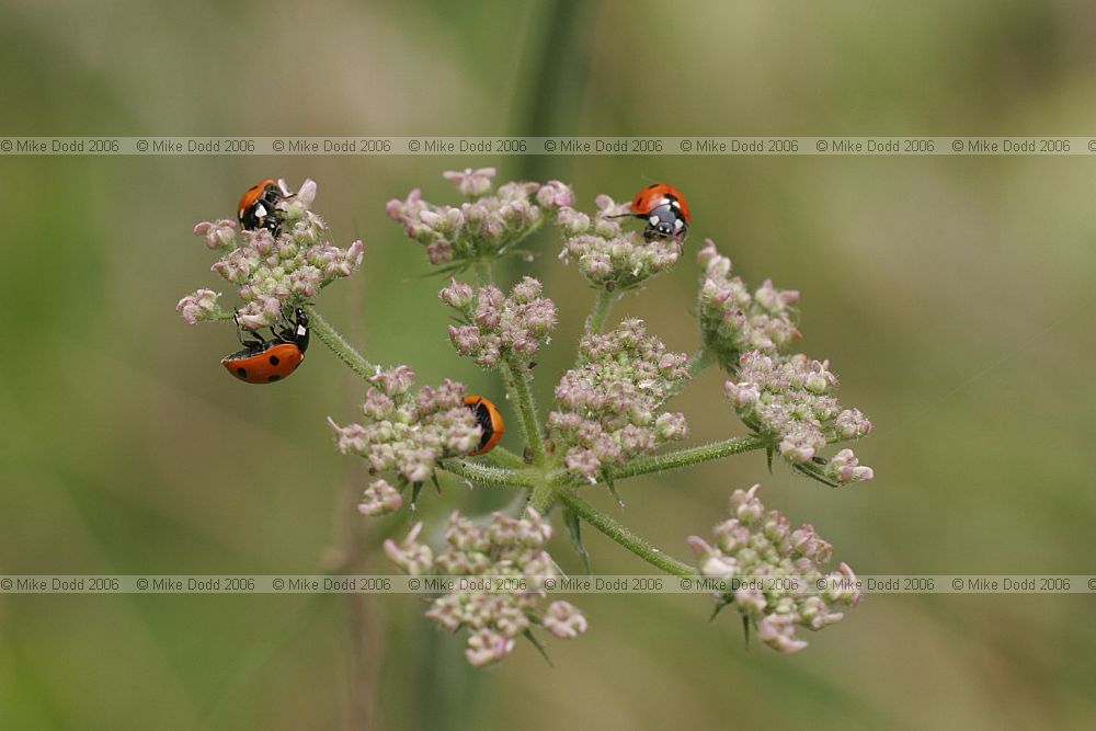 Coccinella 7-punctata 7-spot ladybird