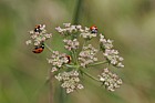 Coccinella 7-punctata 7-spot ladybird