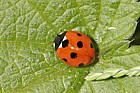 Coccinella 7-punctata 7-spot Ladybird