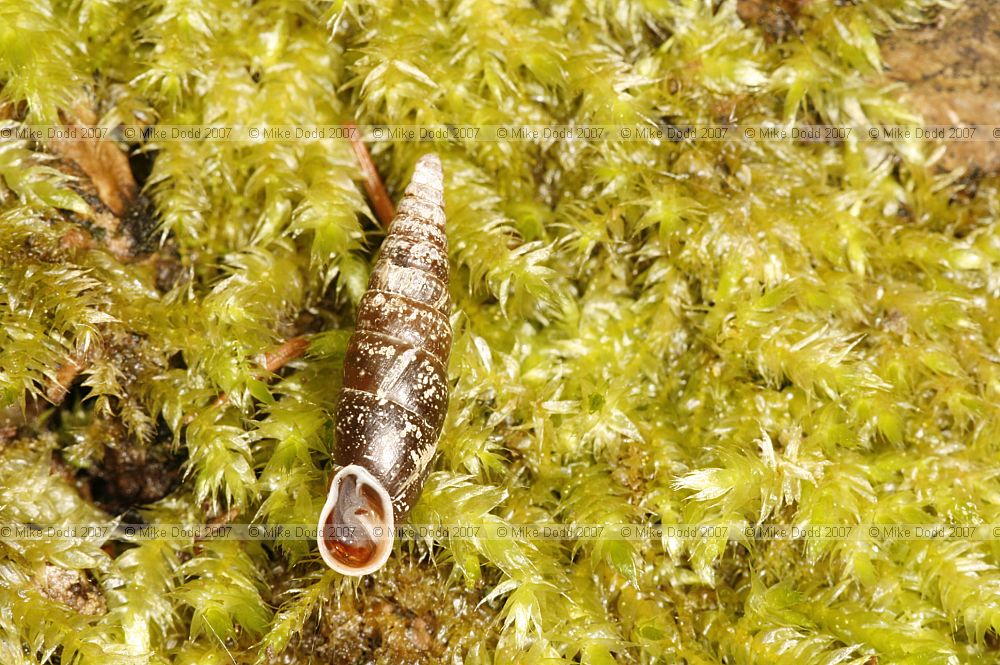 Cochlodina laminata