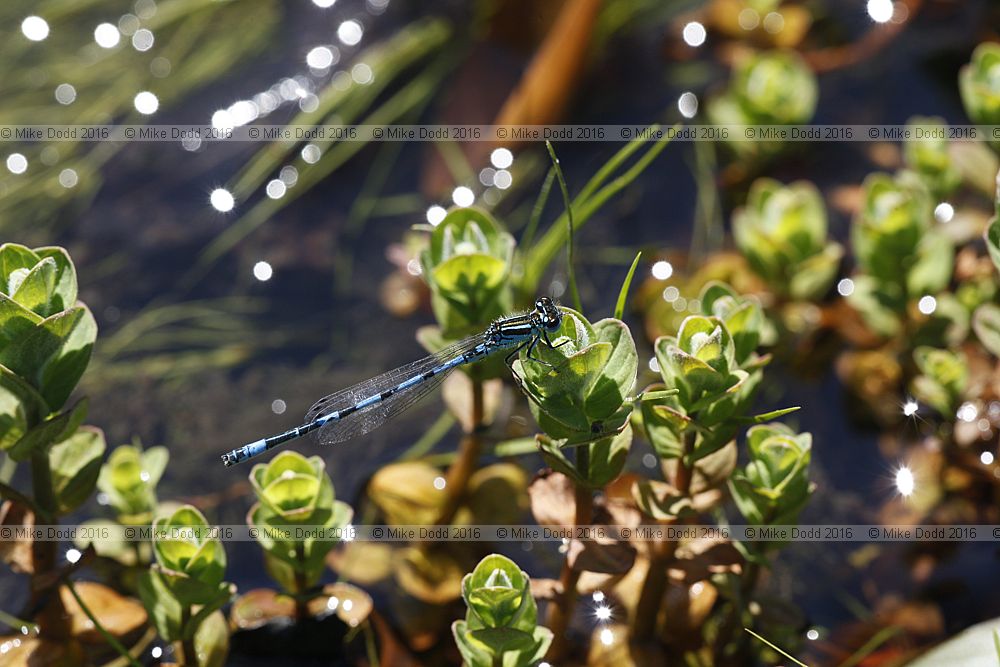 Coenagrion mercuriale Southern damselfly