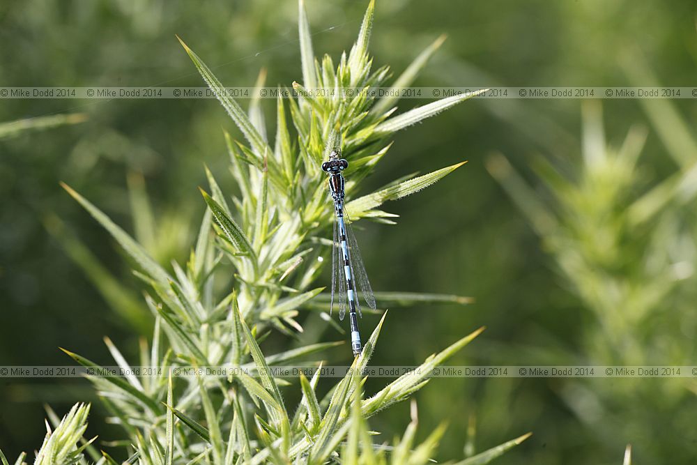 Coenagrion mercuriale Southern Damselfly