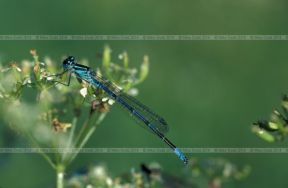 Coenagrion puella Azure damselfly