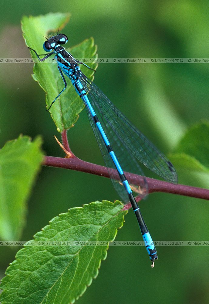 Coenagrion puella Azure damselfly