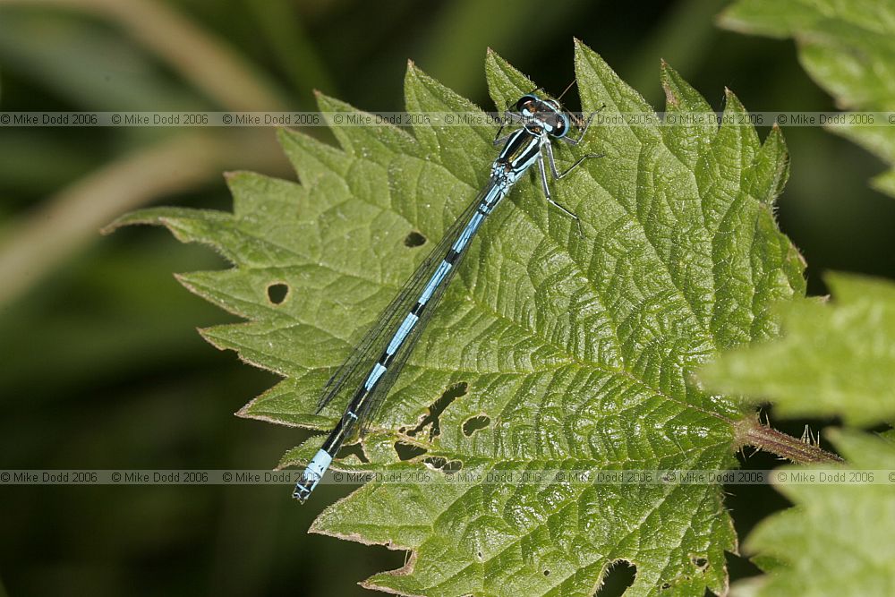 Coenagrion puella Azure Damselfly