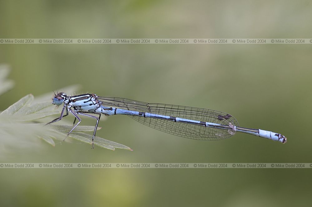 Coenagrion puella Azure damselfly