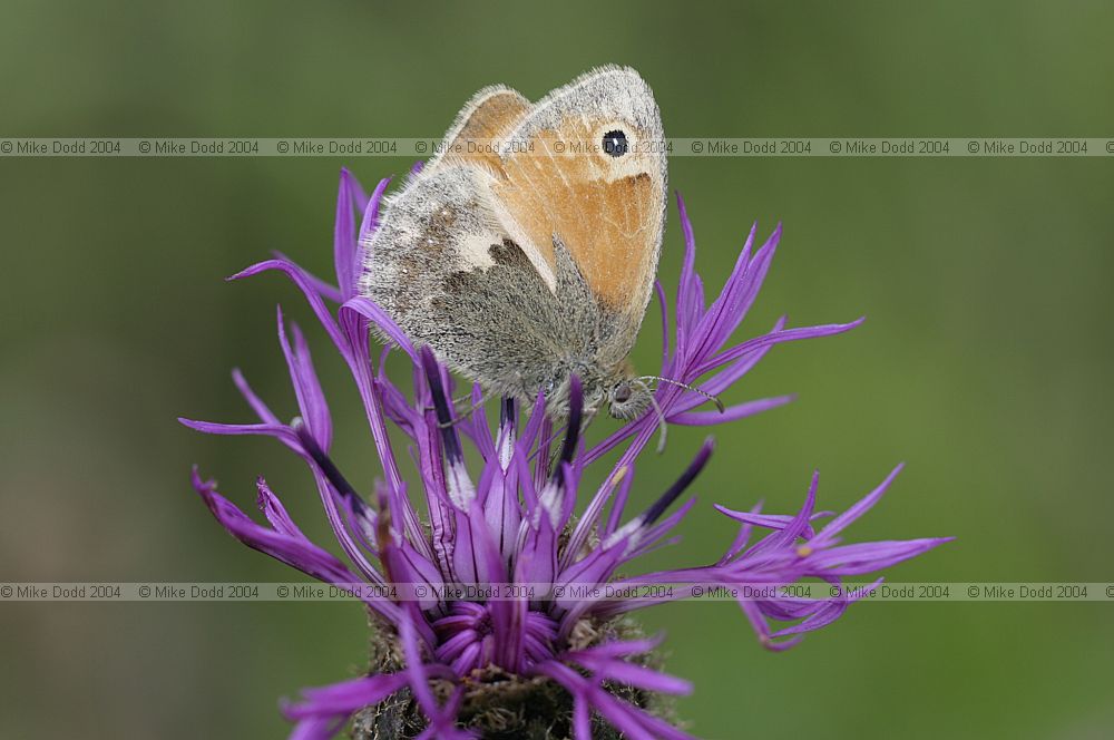 Coenonympha pamphilus Small heath