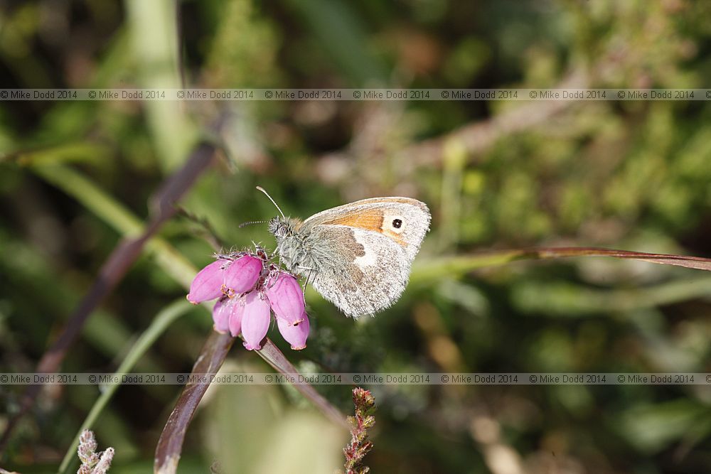 Coenonympha pamphilus Small Heath