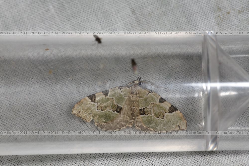 Colostygia pectinataria Green Carpet