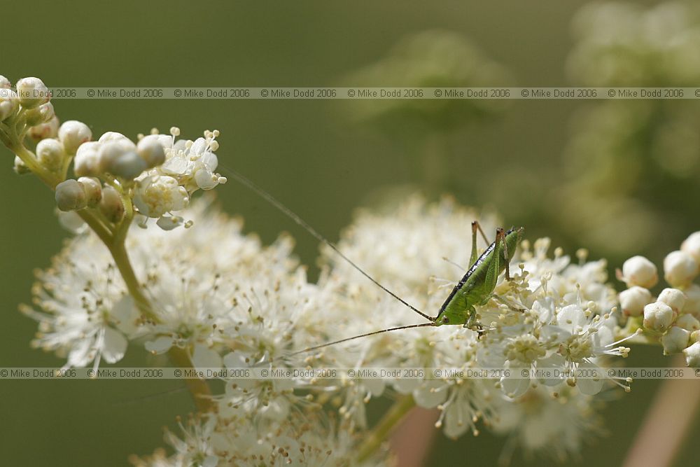 Conocephalus discolor Long-winged cone-head nymph