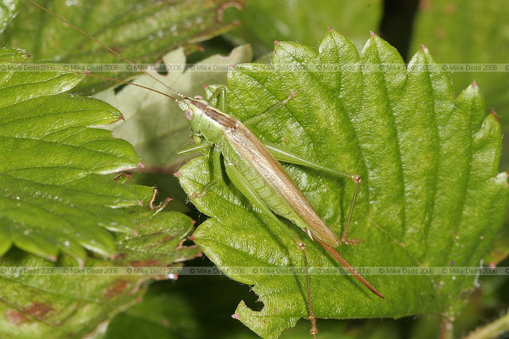 Conocephalus discolor Long-winged cone-head